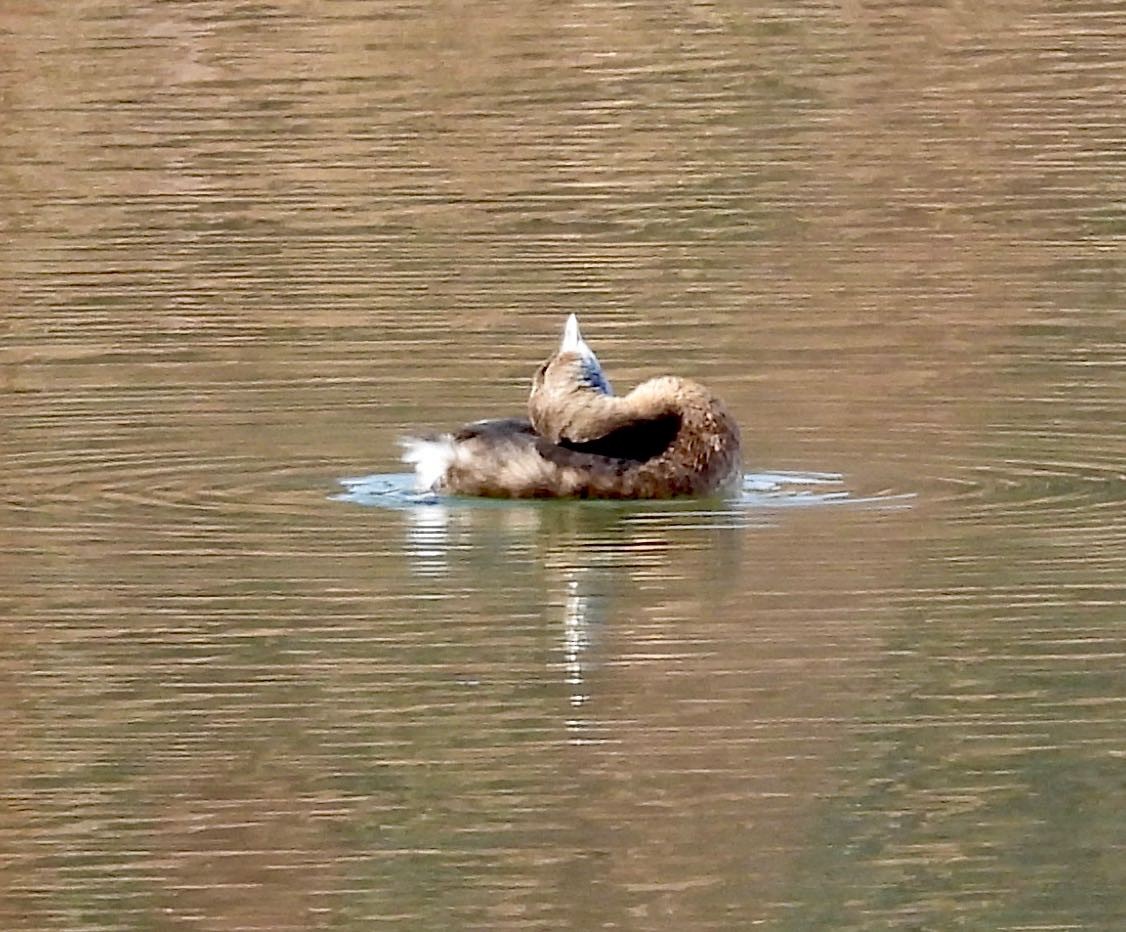 Zampullín Picogrueso - ML652225435