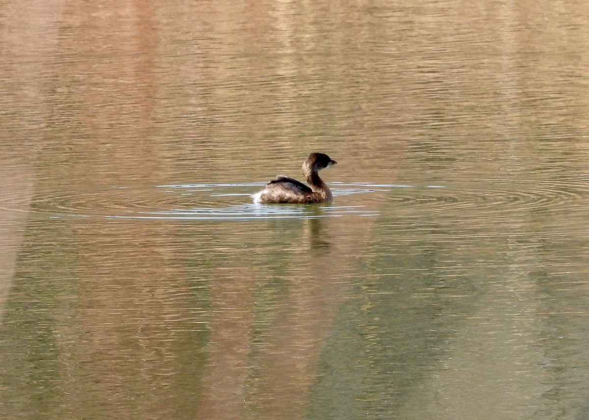 Zampullín Picogrueso - ML652225436