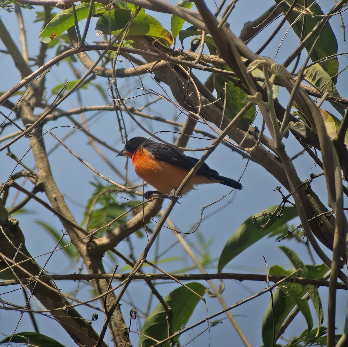 Crimson-breasted Finch - ML652225509