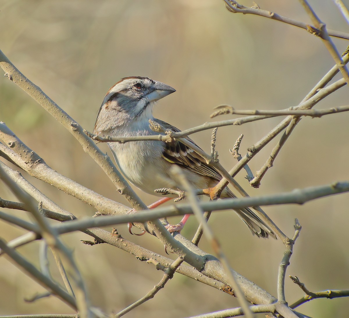 Tumbes Sparrow - ML652225529