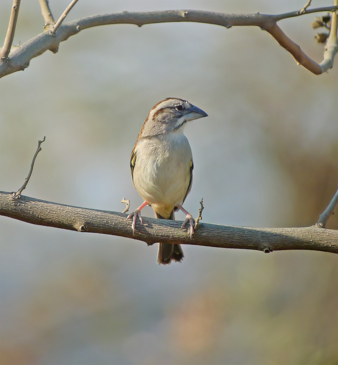 Tumbes Sparrow - ML652225530
