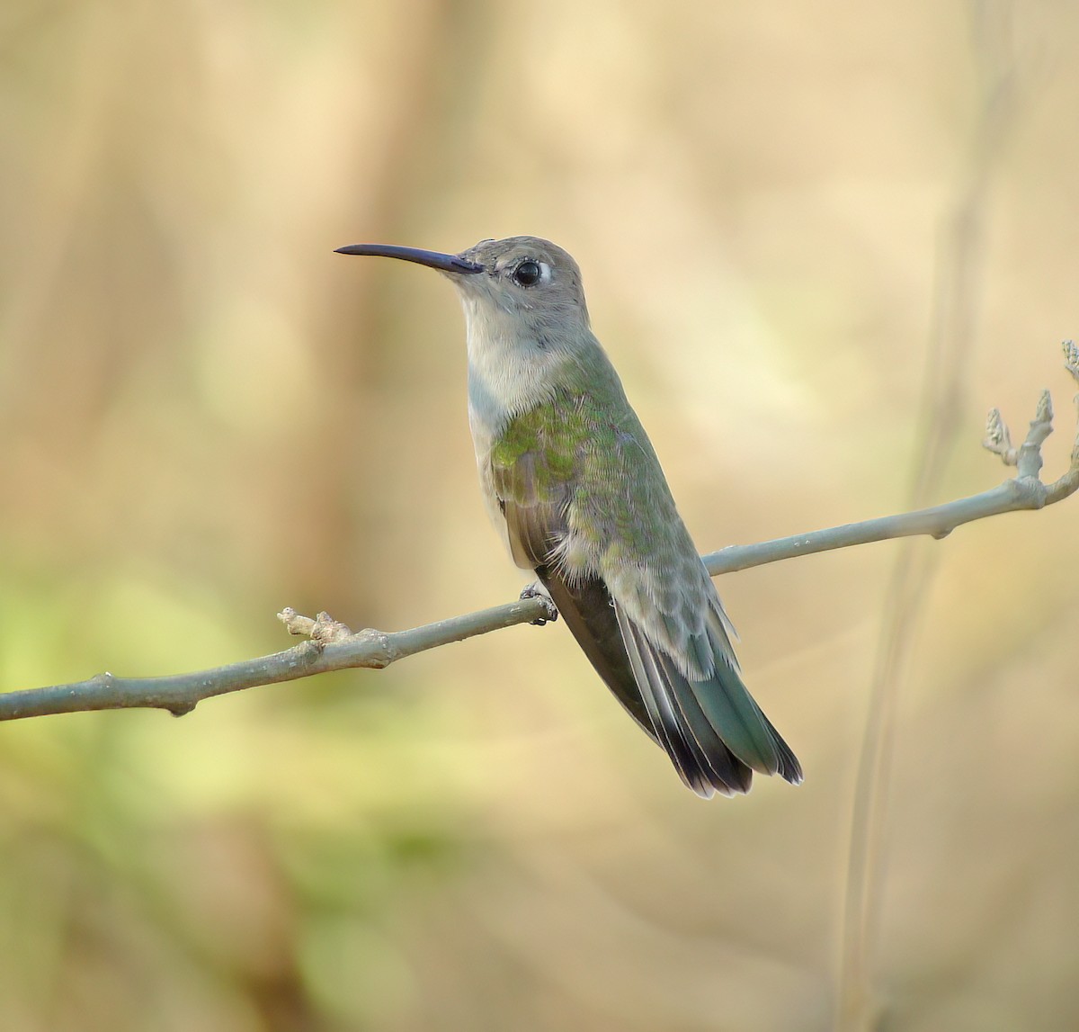 Tumbes Hummingbird - ML652225547