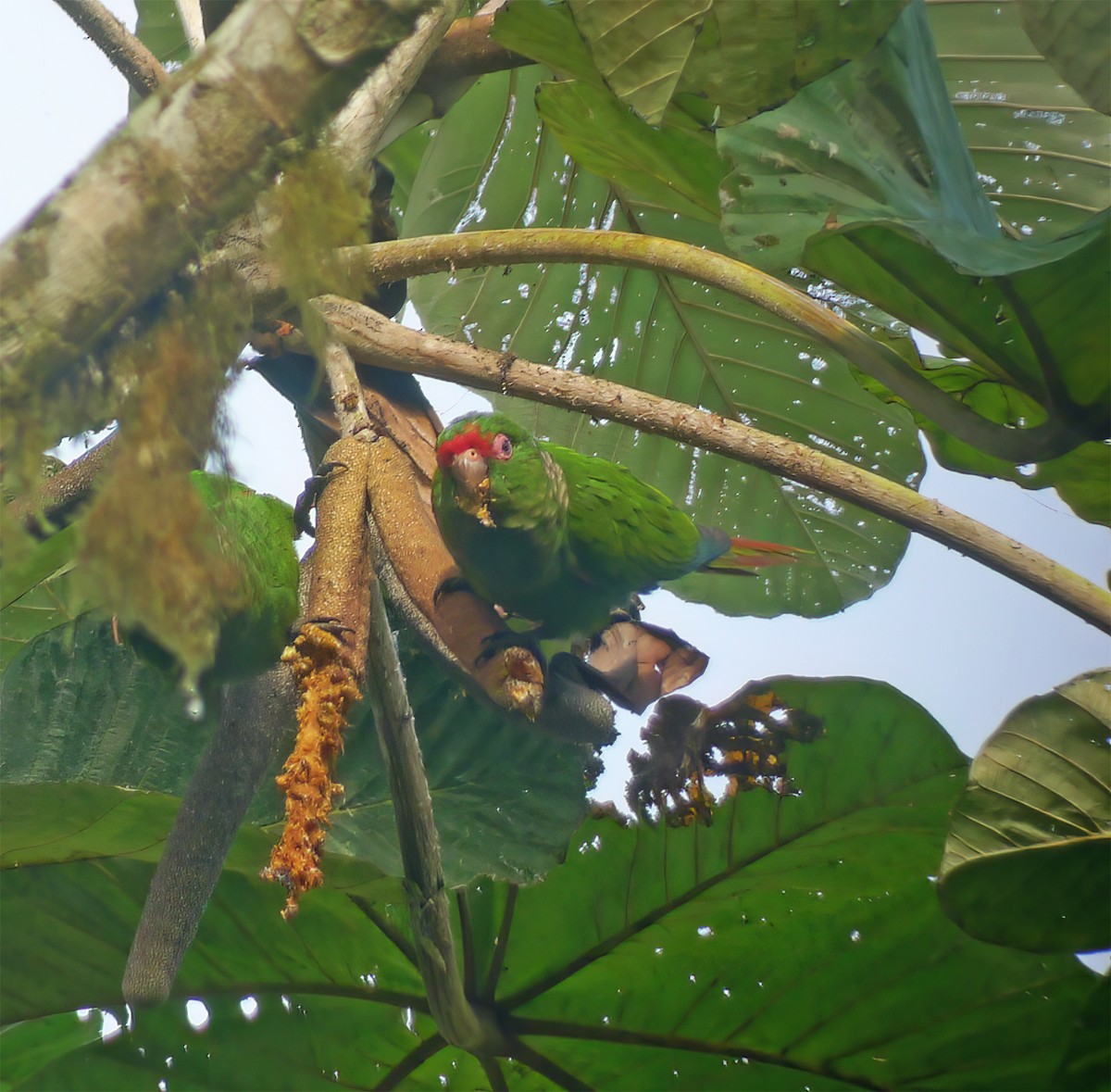 El Oro Parakeet - ML652225571