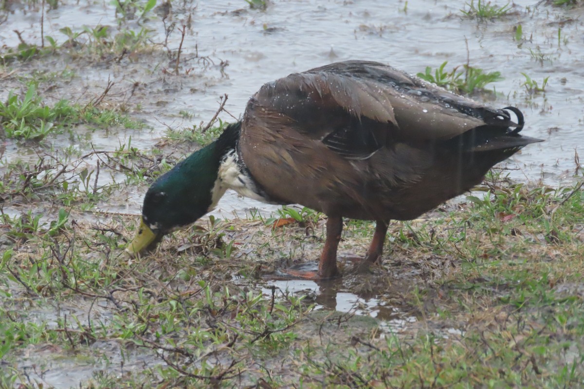 Canard colvert (forme domestique) - ML652225704