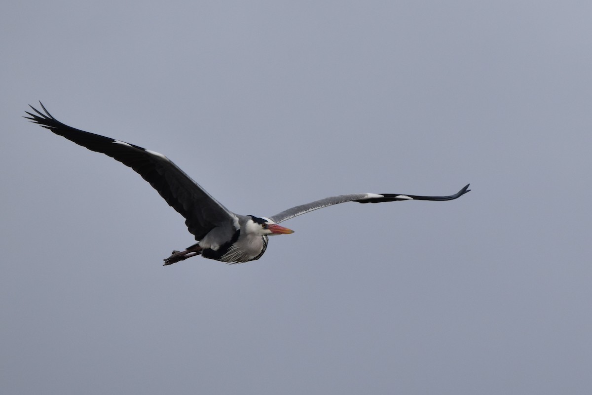 Чапля сіра - ML652225716