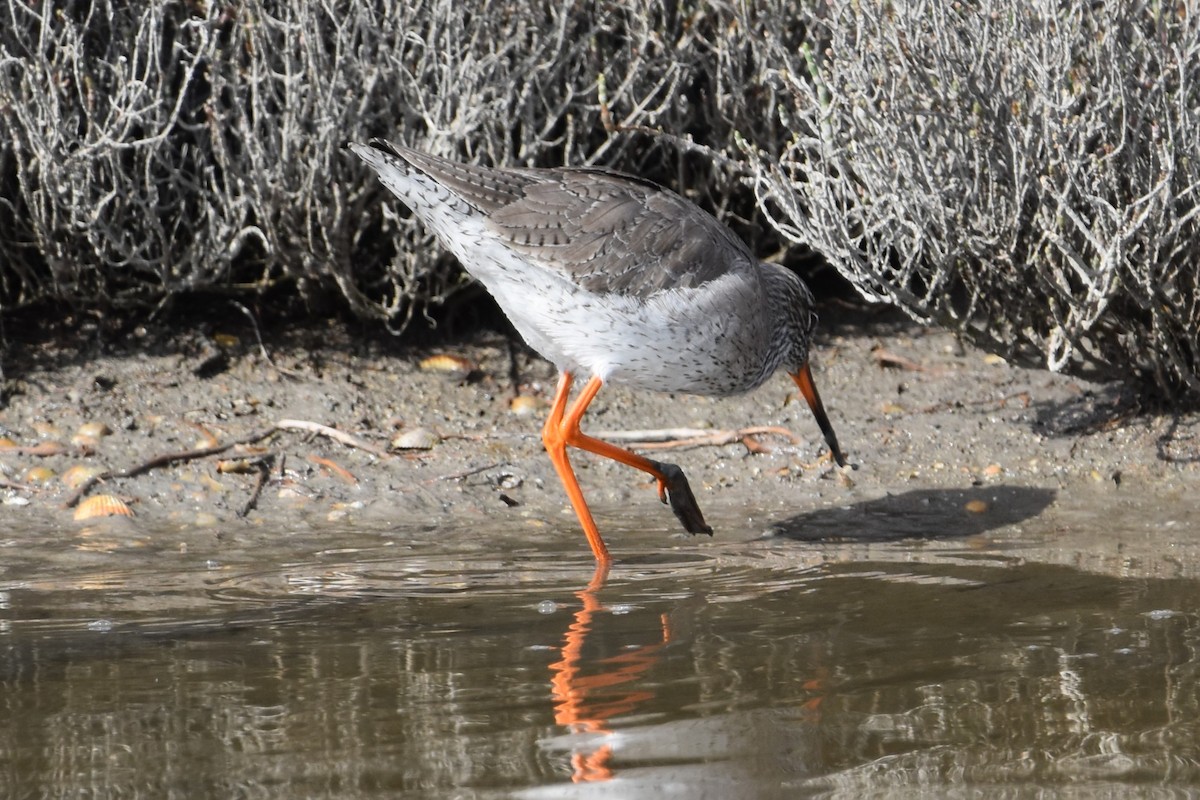 Коловодник звичайний - ML652225731