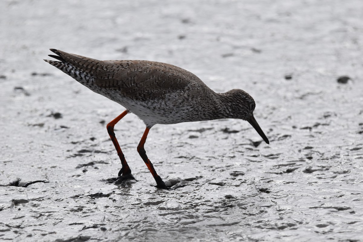 Коловодник звичайний - ML652225741
