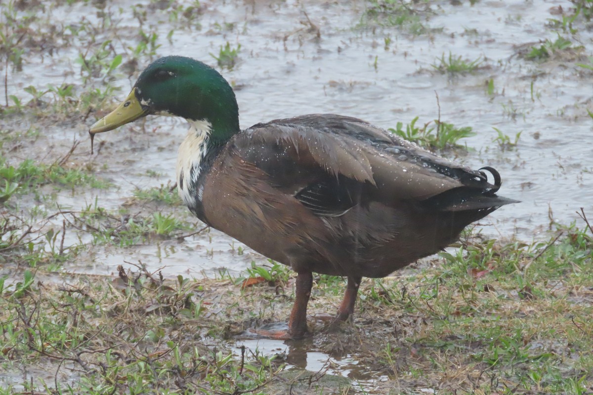 Canard colvert (forme domestique) - ML652225775