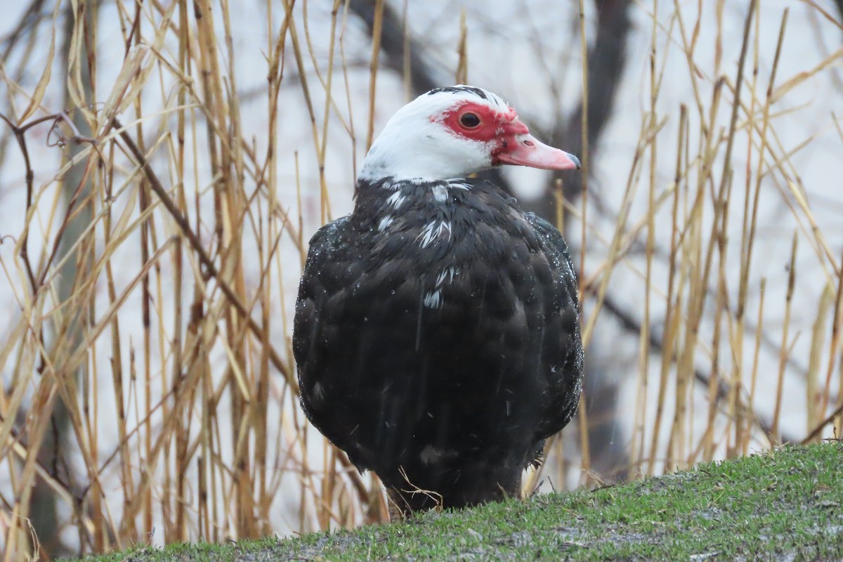Canard musqué (forme domestique) - ML652225797