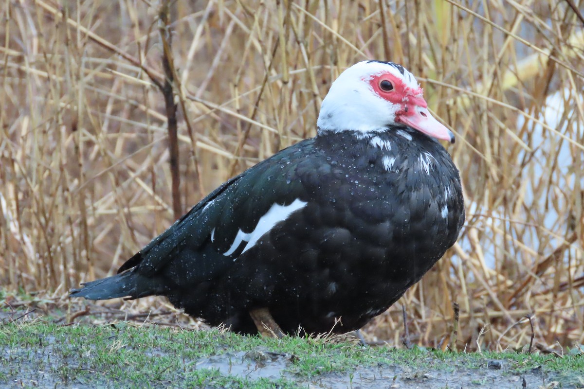 Canard musqué (forme domestique) - ML652225804