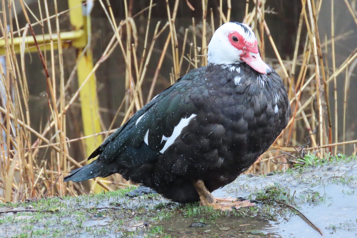 Canard musqué (forme domestique) - ML652225903