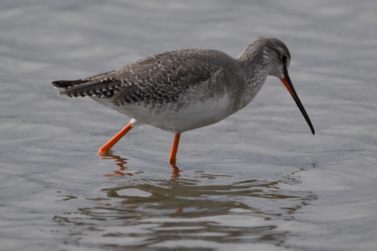 Коловодник чорний - ML652226005