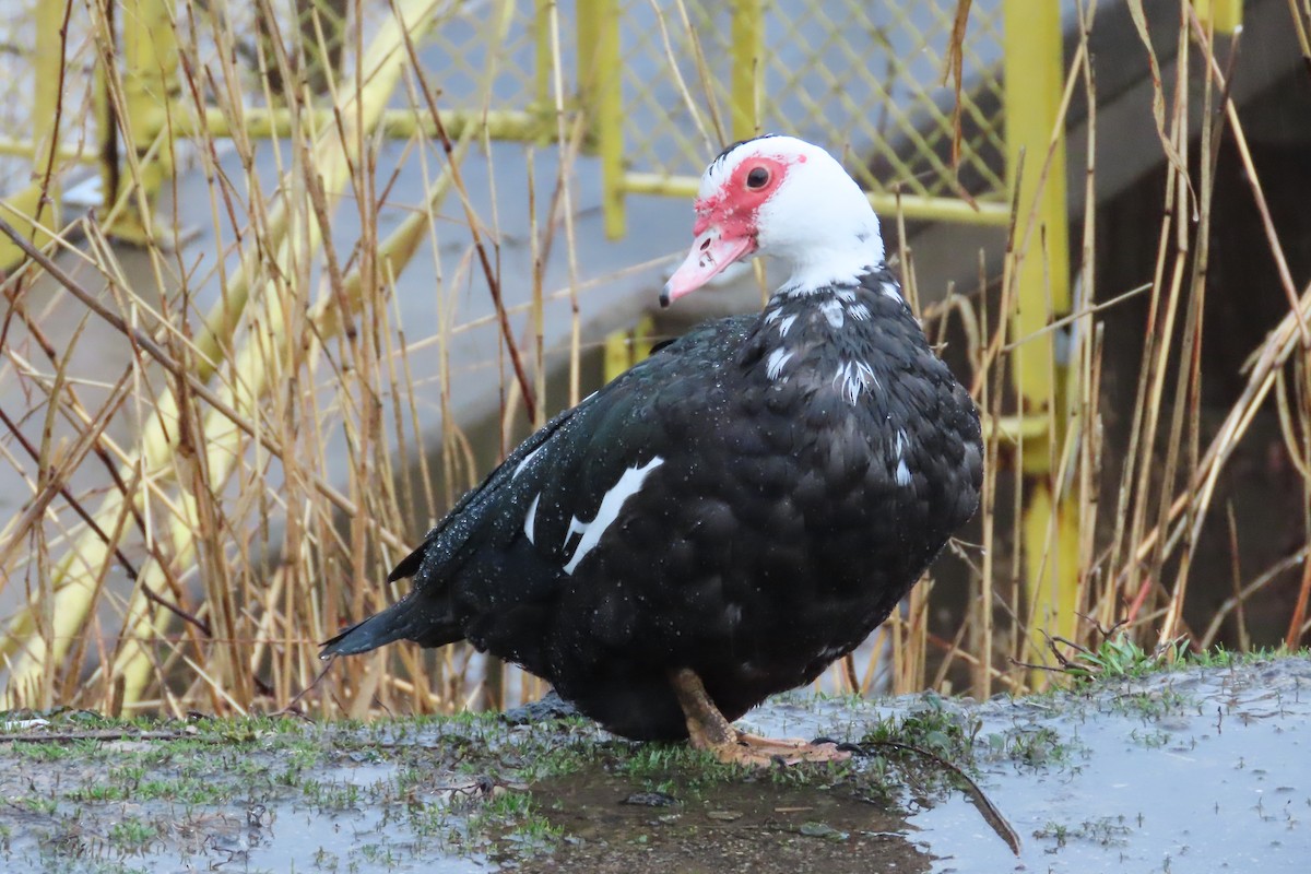 Canard musqué (forme domestique) - ML652226011