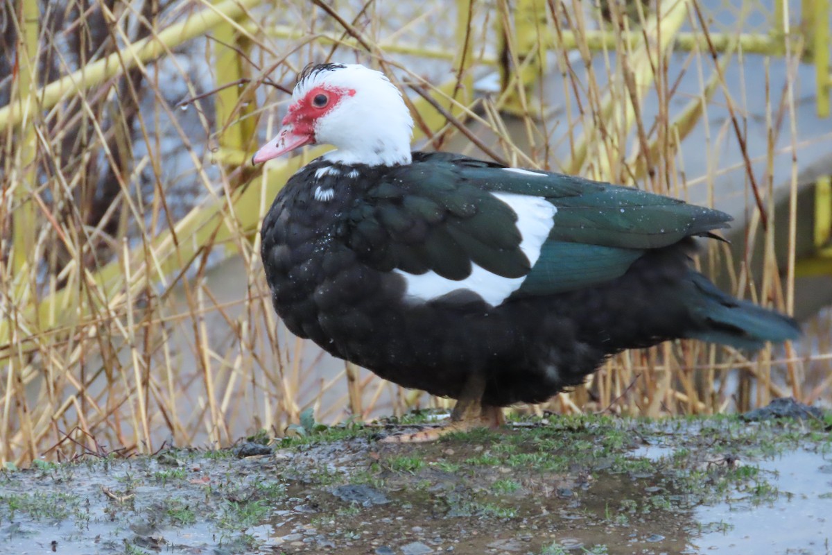 Canard musqué (forme domestique) - ML652226021