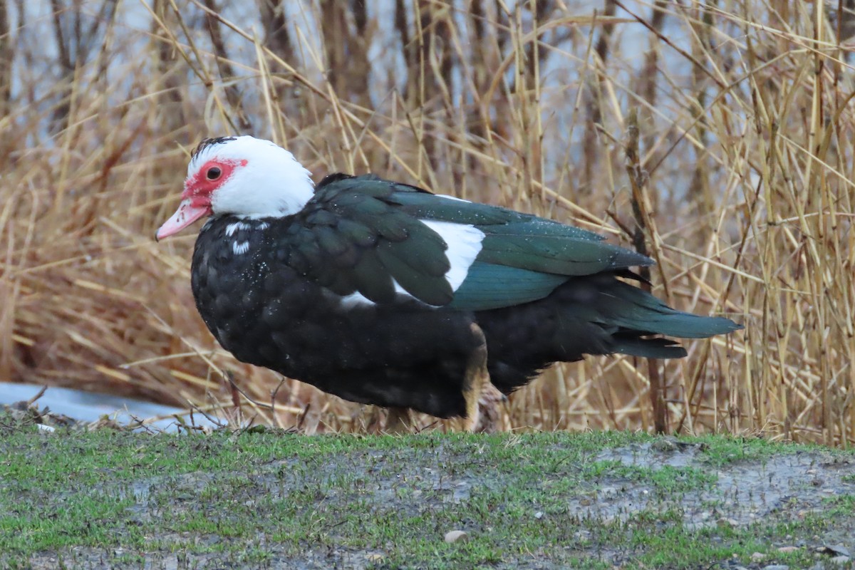 Canard musqué (forme domestique) - ML652226041