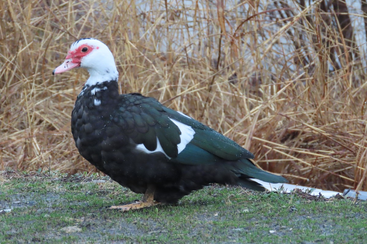 Canard musqué (forme domestique) - ML652226054