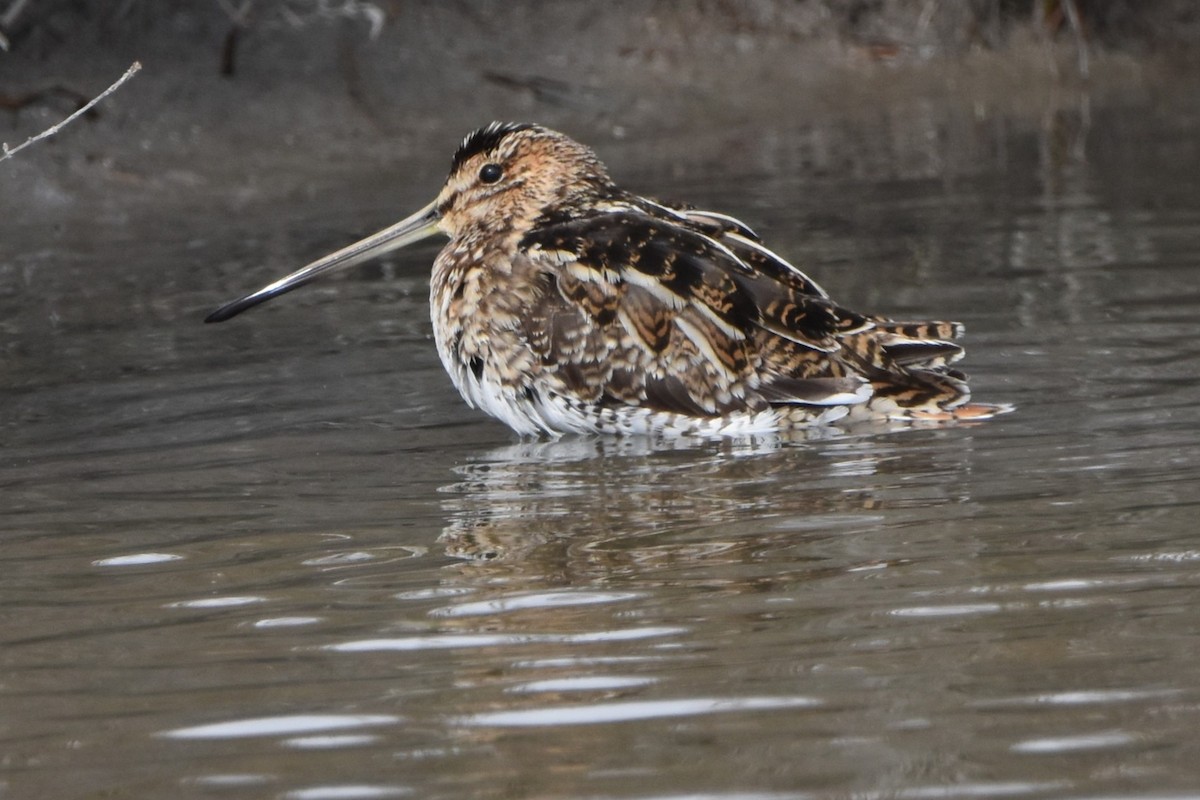 Баранець звичайний - ML652226075