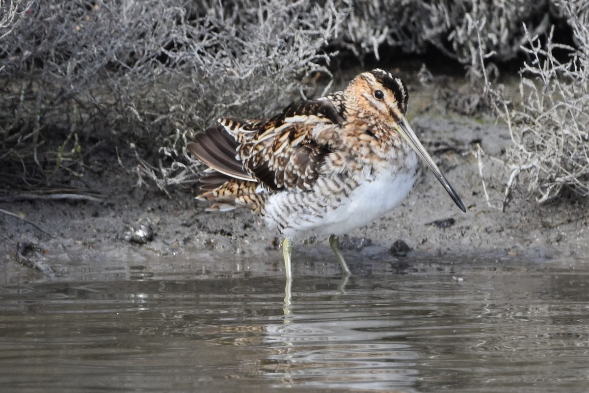 Баранець звичайний - ML652226082