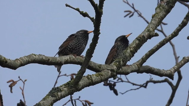 Storno - ML652226125