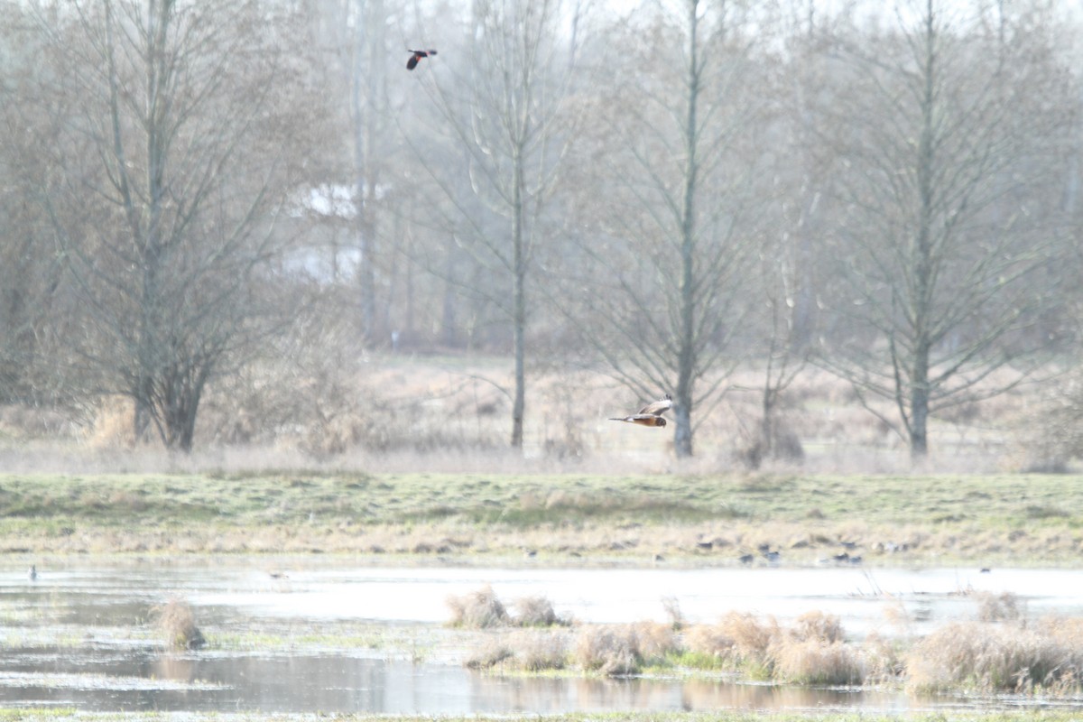 זרון אמריקני - ML652226211