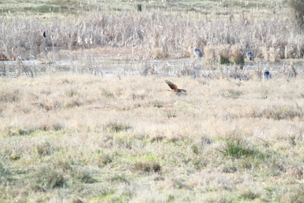 זרון אמריקני - ML652226273