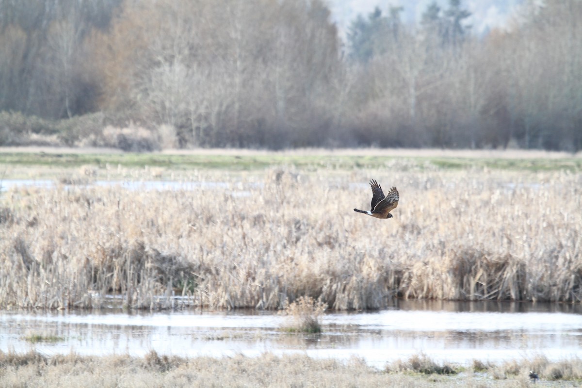 זרון אמריקני - ML652226297