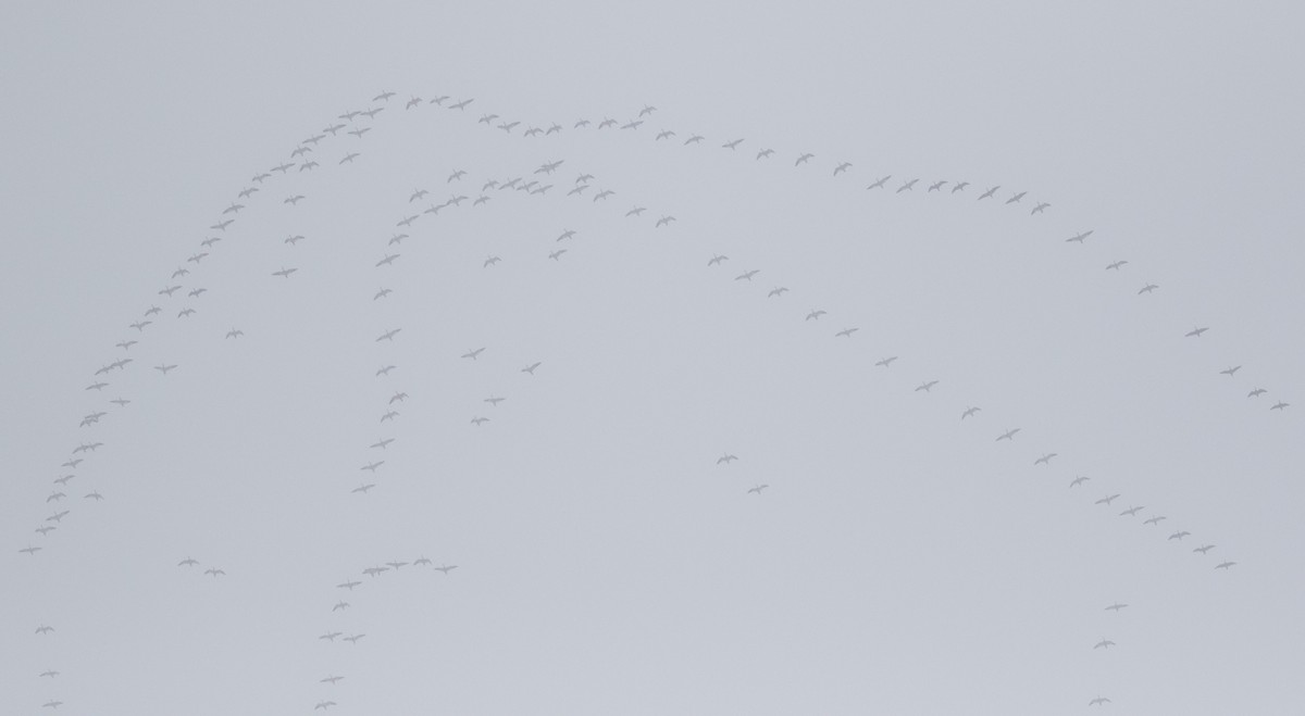 אווז שלג - ML652226368