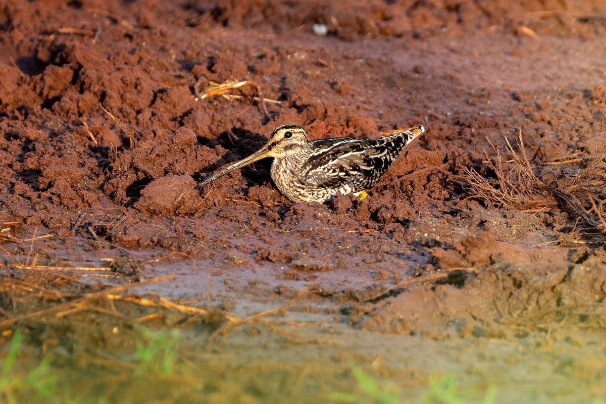 パラグアイタシギ - ML652226375