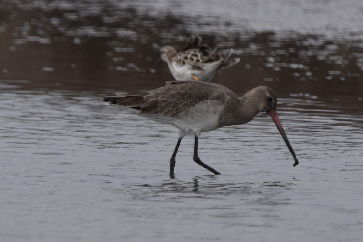 Грицик великий - ML652226480