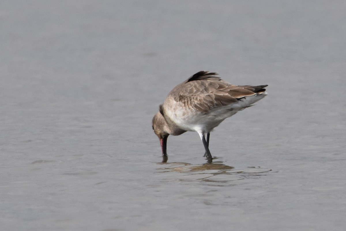 Грицик великий - ML652226489