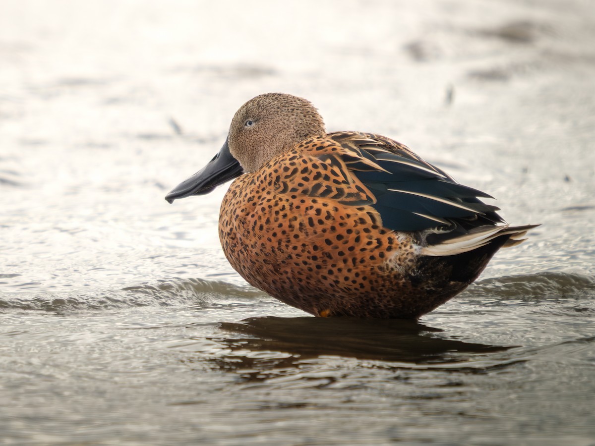 lžičák tečkovaný - ML652226532