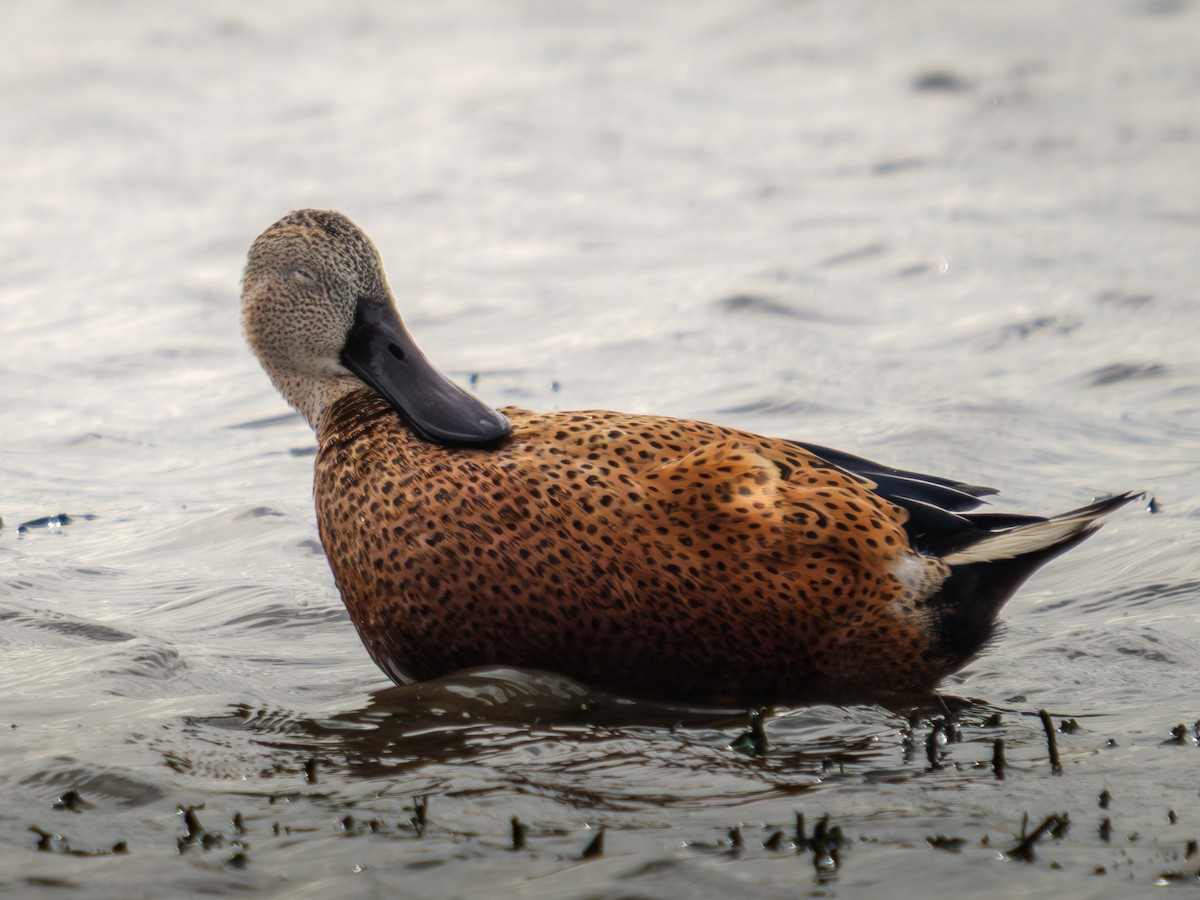 lžičák tečkovaný - ML652226533