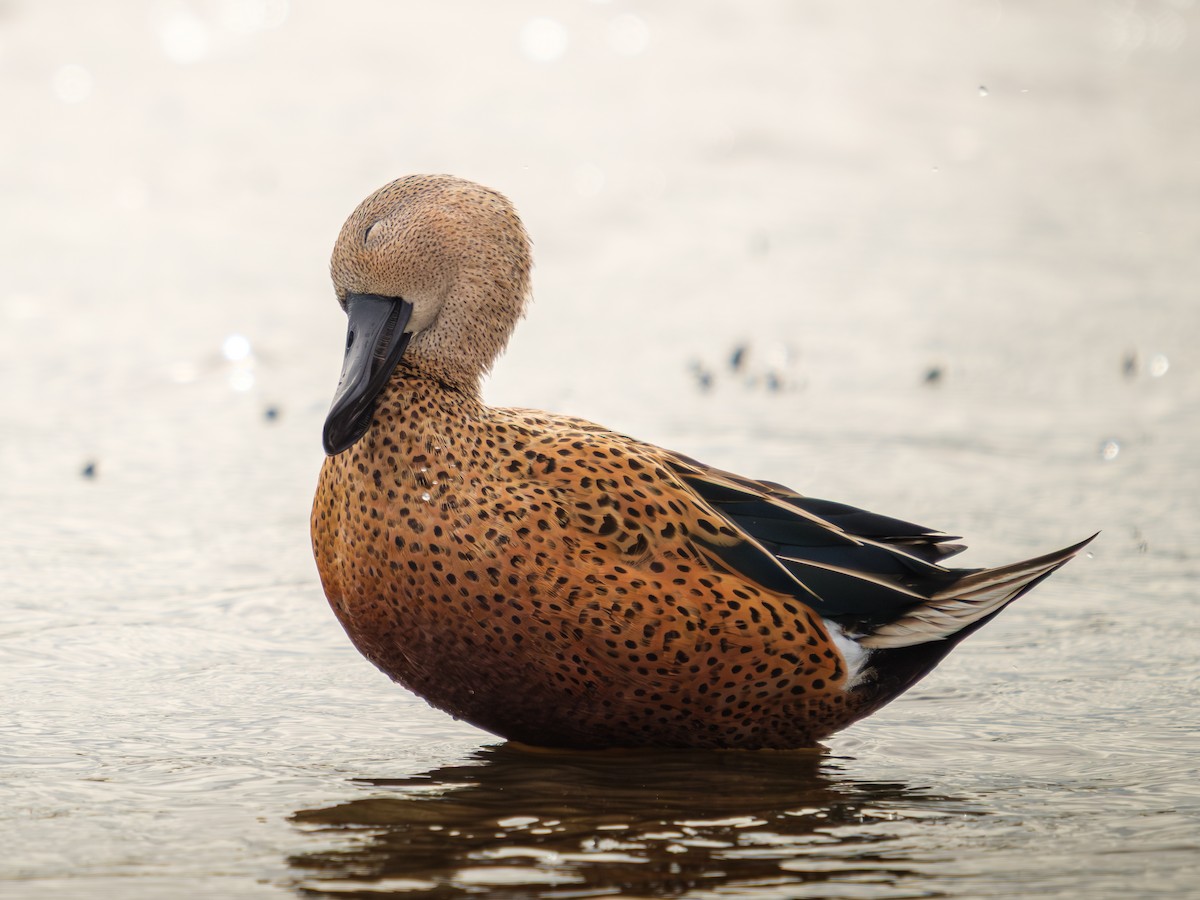 lžičák tečkovaný - ML652226534