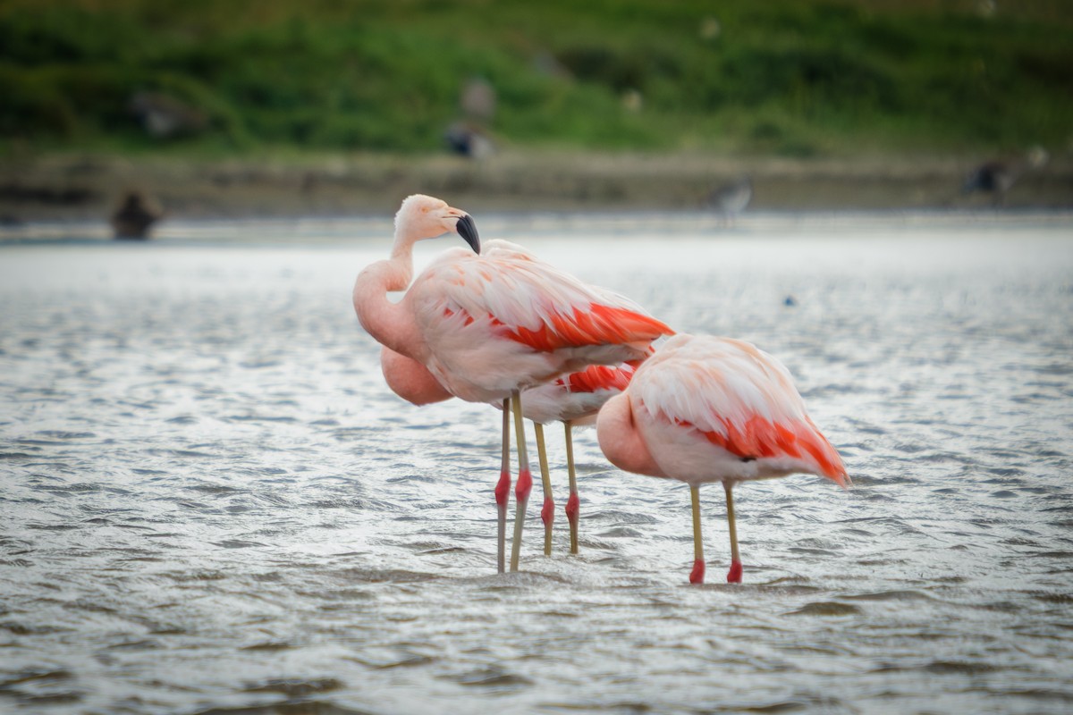 plameňák chilský - ML652226539