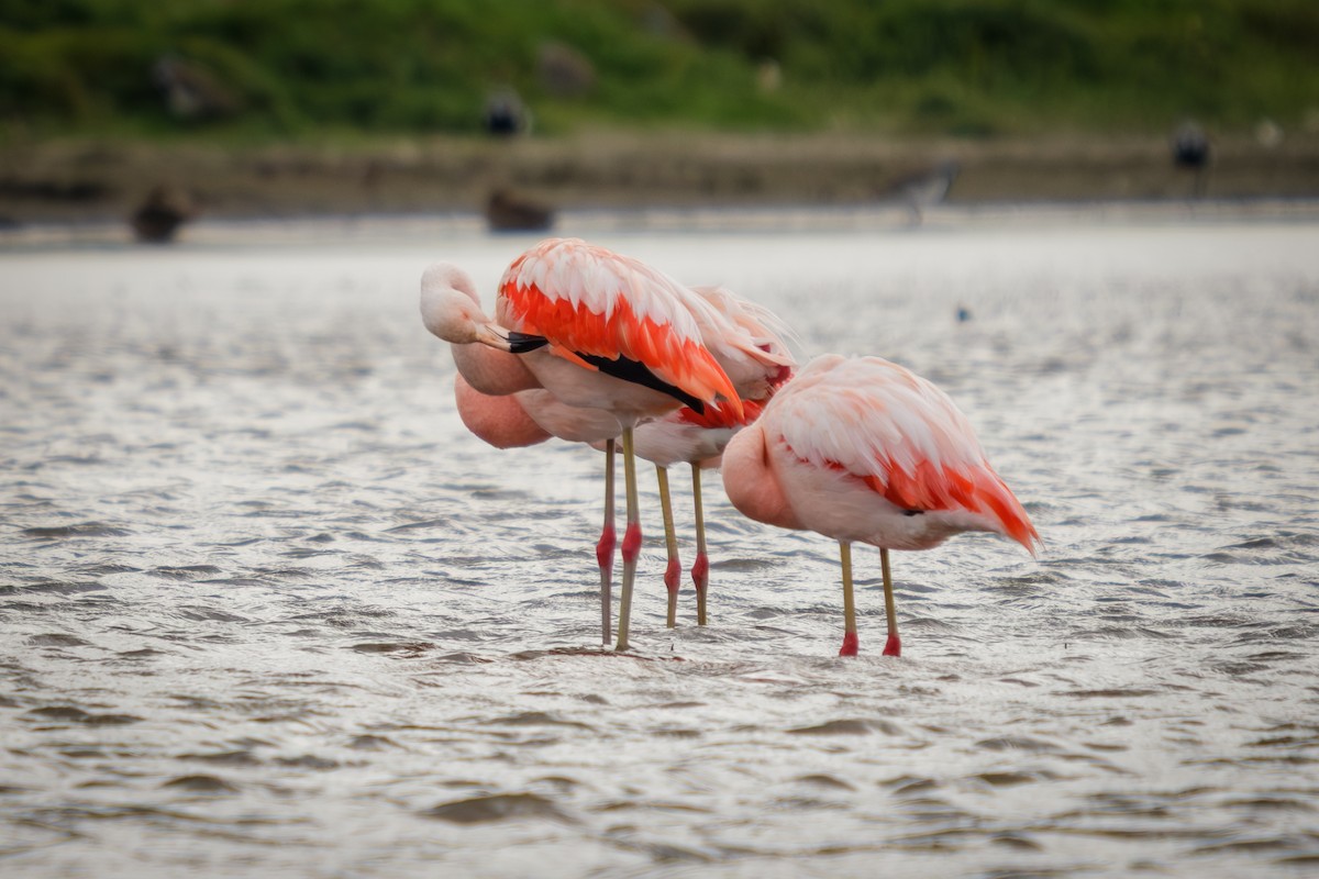 plameňák chilský - ML652226540