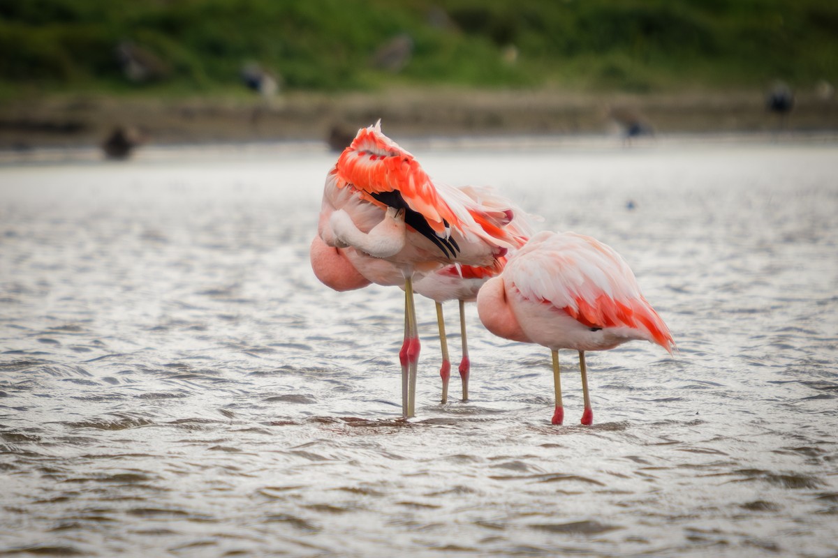 plameňák chilský - ML652226541