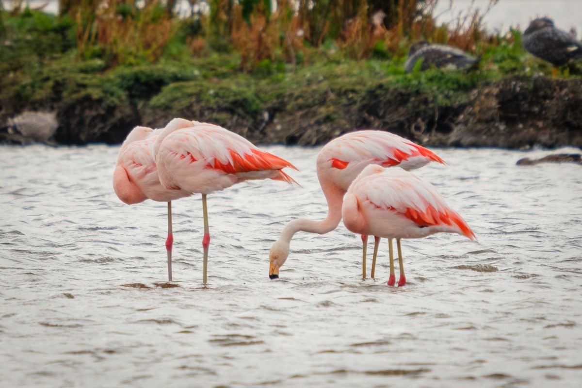 plameňák chilský - ML652226542