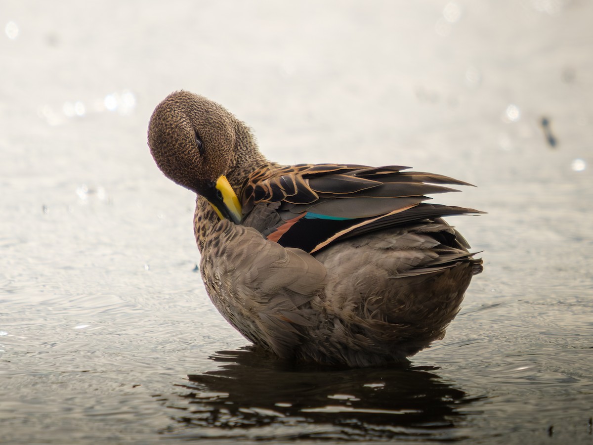 čírka kropenatá - ML652226548