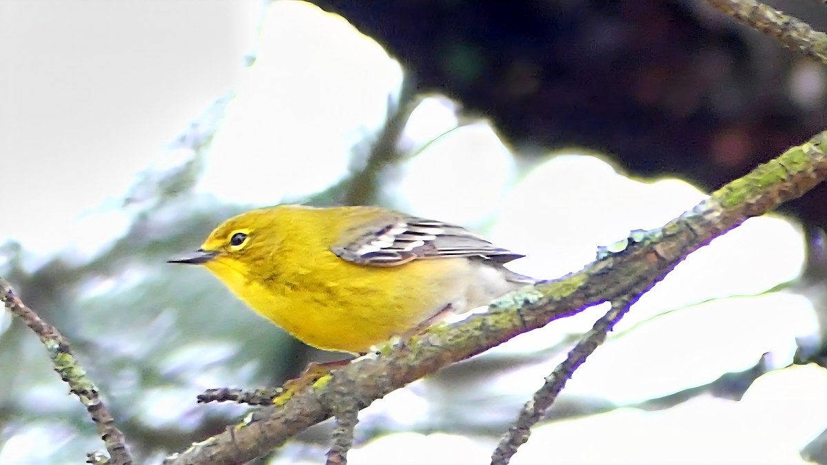 マツアメリカムシクイ - ML652226576