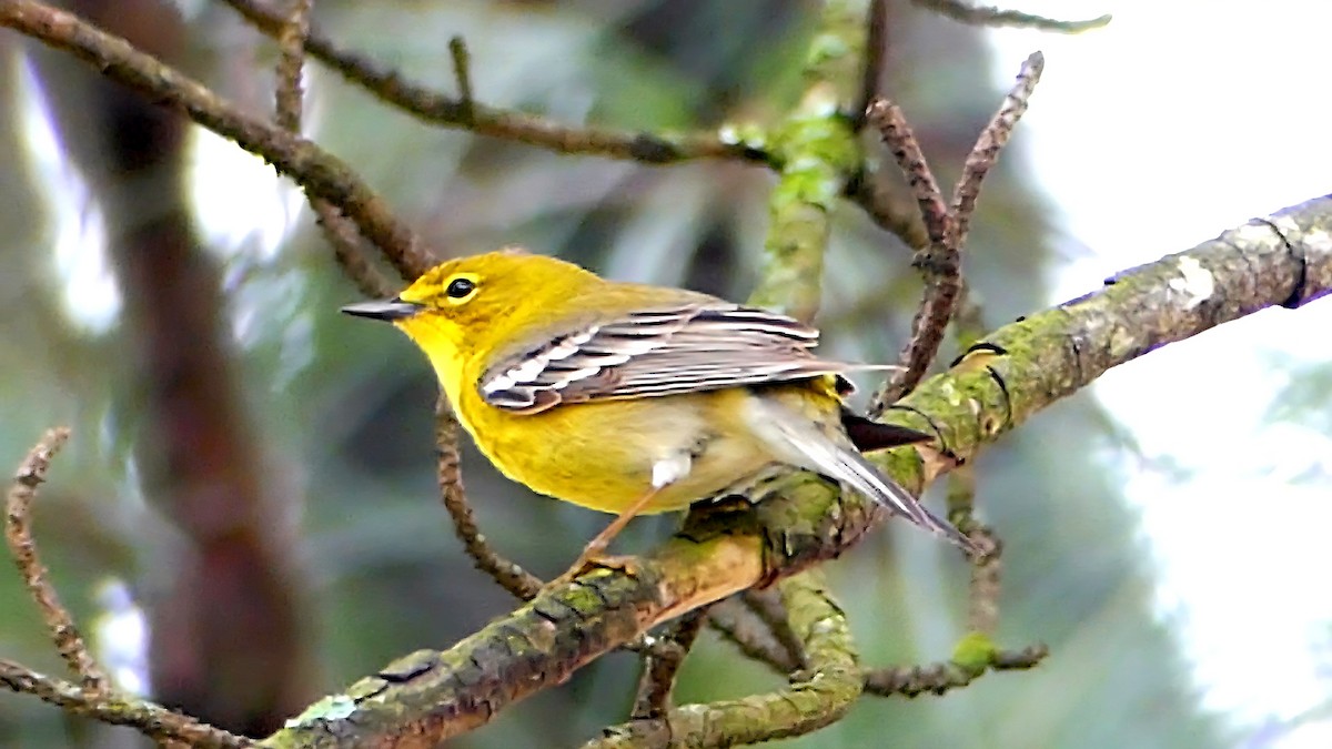 マツアメリカムシクイ - ML652226577