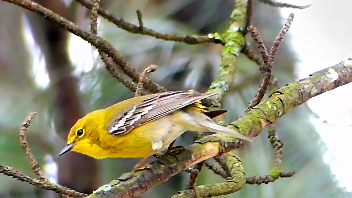 マツアメリカムシクイ - ML652226578