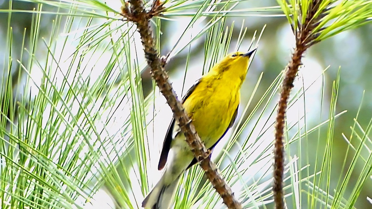 マツアメリカムシクイ - ML652226579