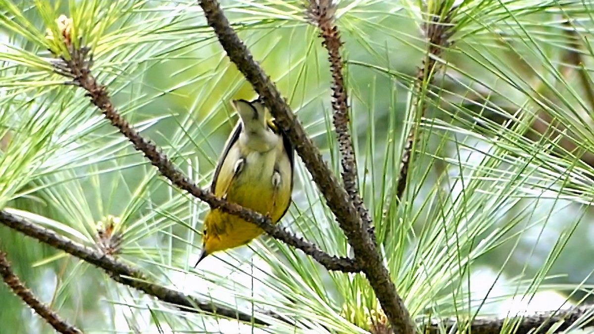 マツアメリカムシクイ - ML652226580