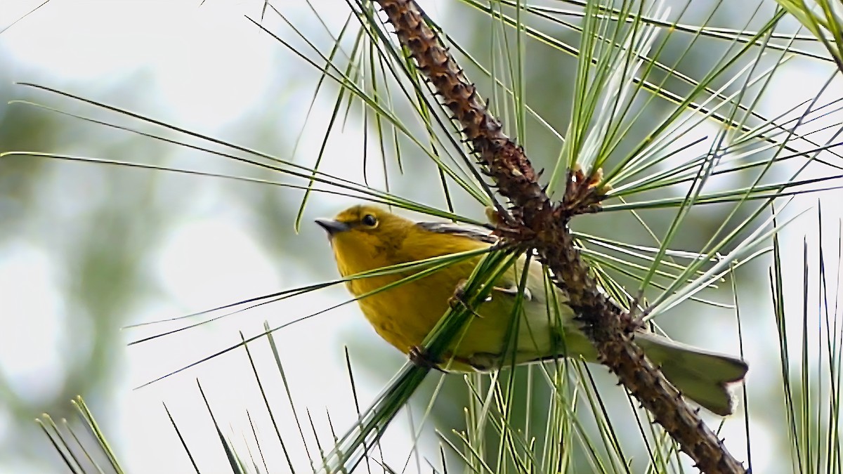 マツアメリカムシクイ - ML652226581