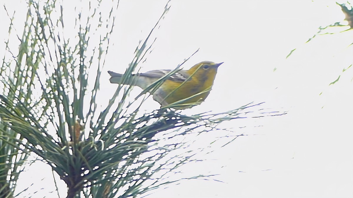 マツアメリカムシクイ - ML652226582