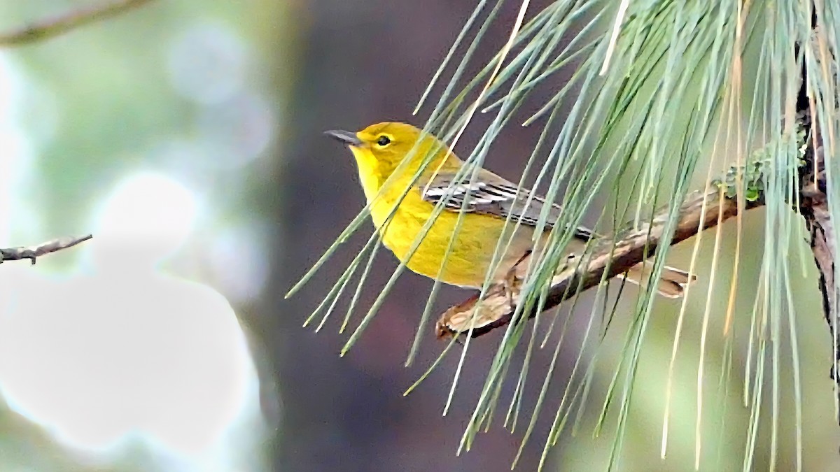 マツアメリカムシクイ - ML652226584