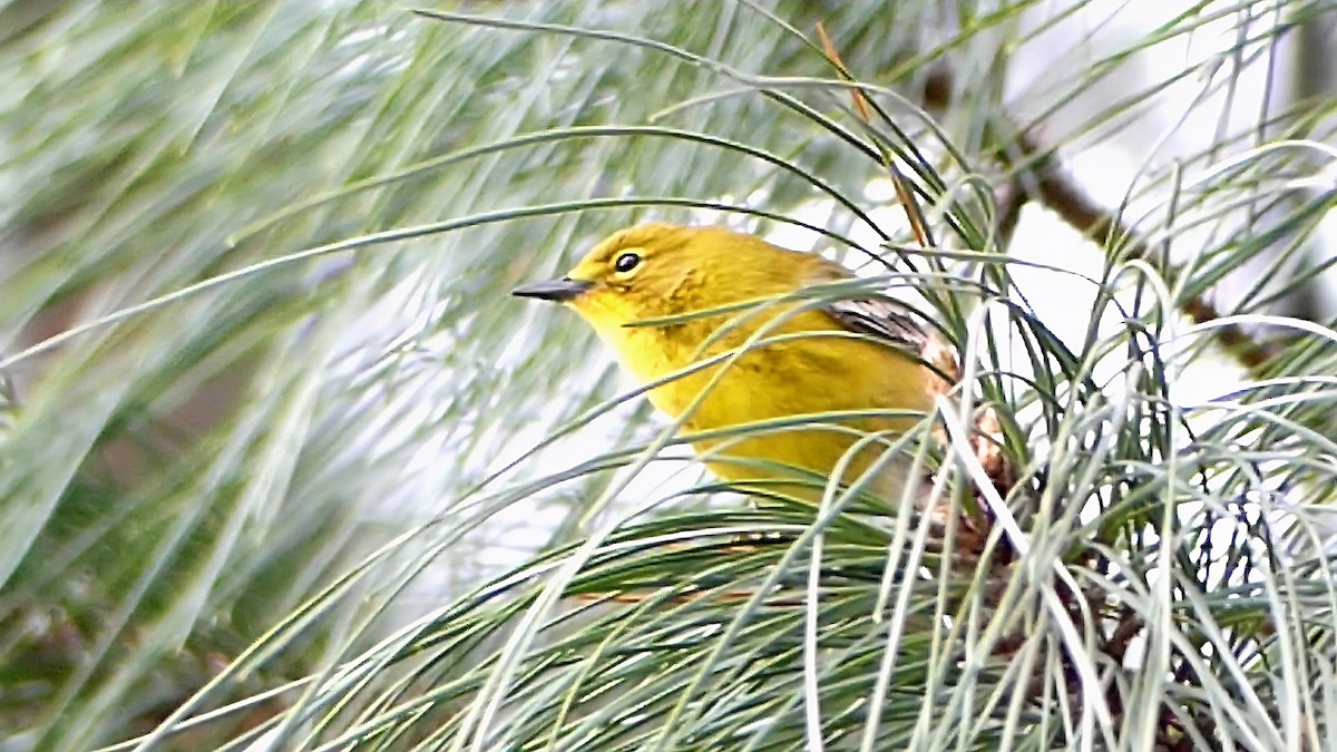 マツアメリカムシクイ - ML652226585