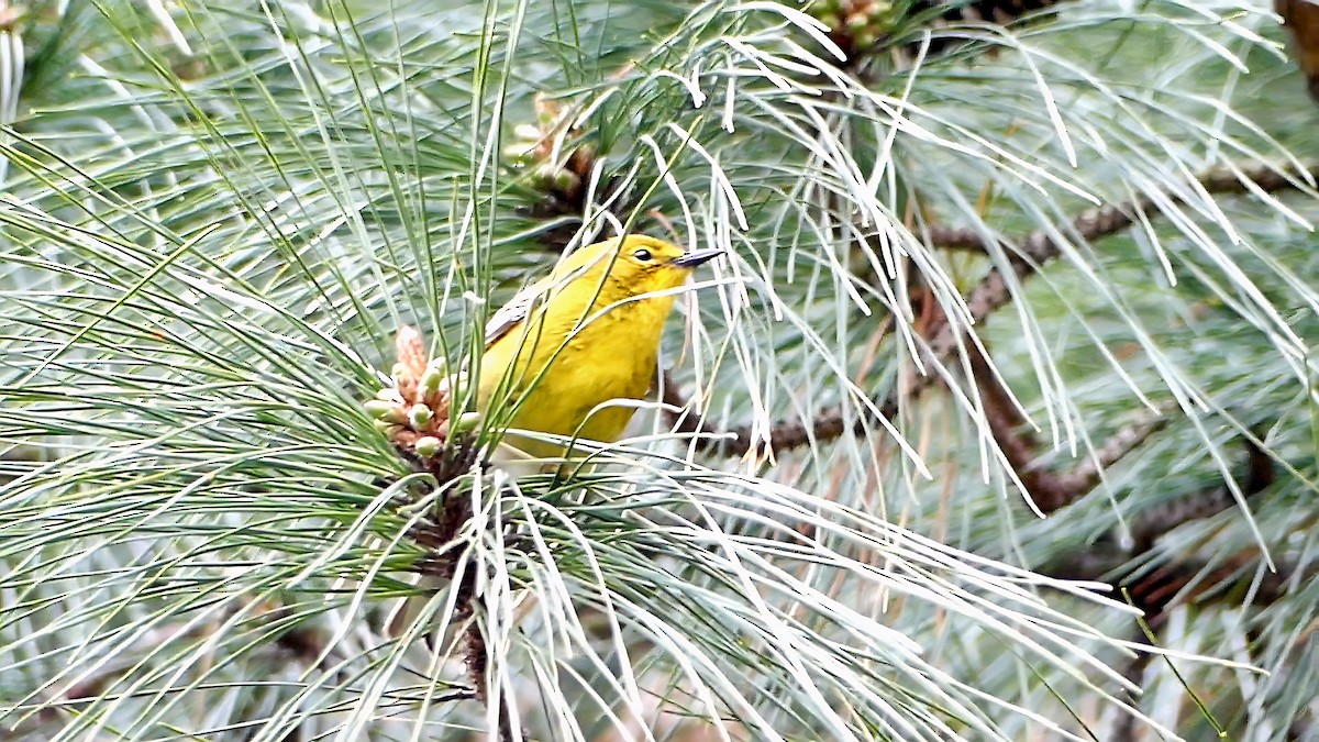 マツアメリカムシクイ - ML652226586