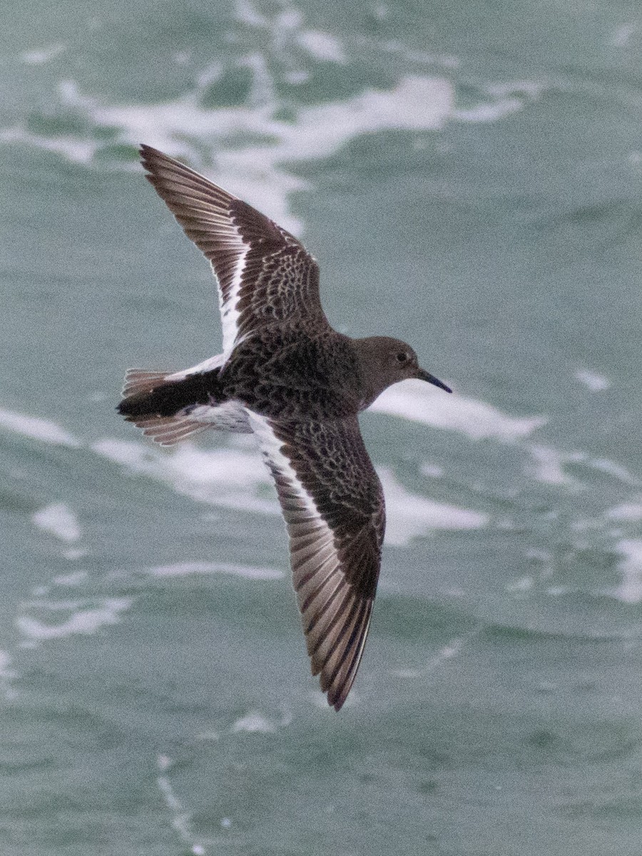 klippesnipe - ML652226656