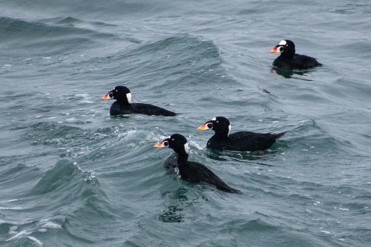 brilleand - ML652226660